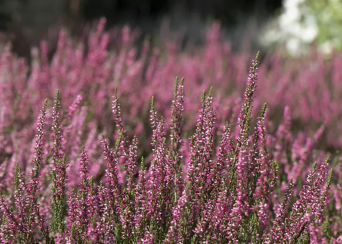 Διαμέρισμα Veluwe *